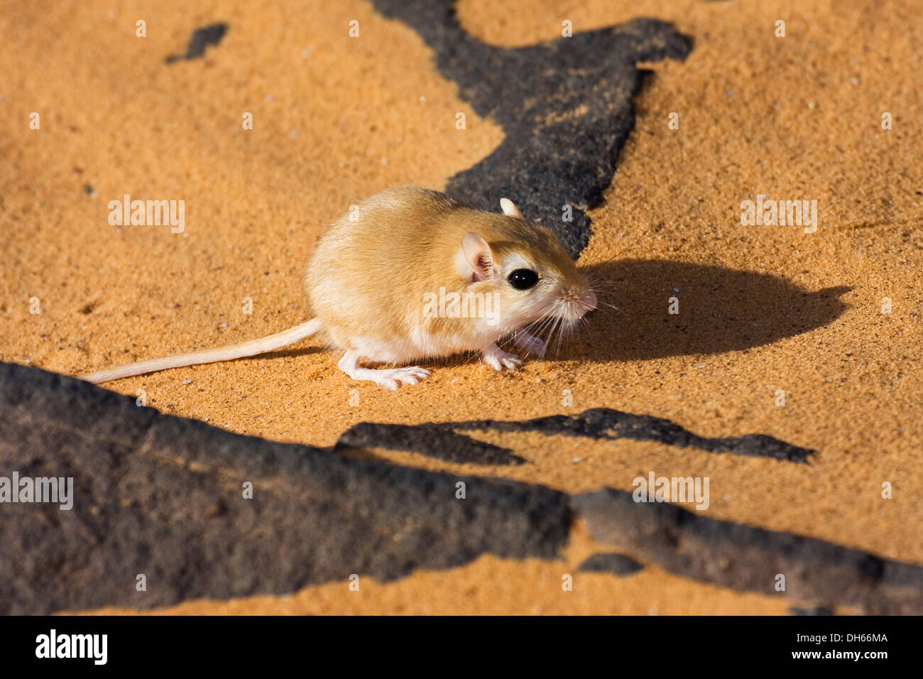 Gerbille (Meriones sp.), la Libye, Sahara, Afrique du Nord, Afrique Banque D'Images