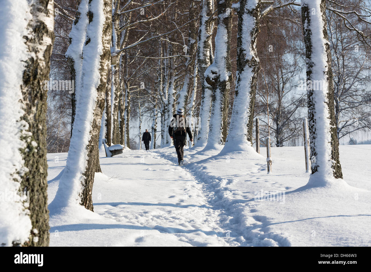 La neige chemin bordé d'arbres, Oberbayern, Uffing, Bavière, Allemagne Banque D'Images