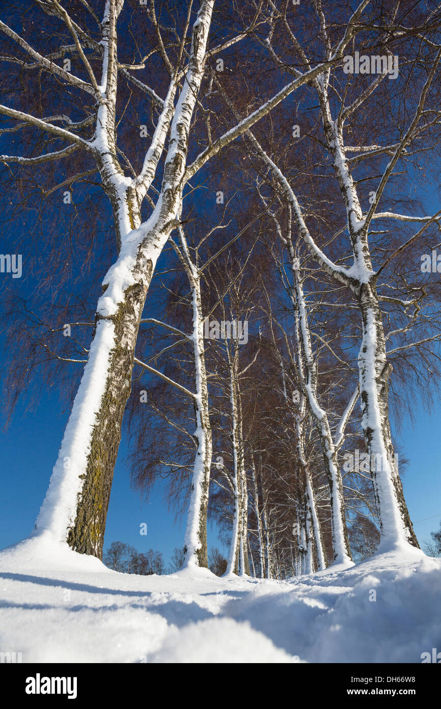 La neige chemin bordé d'arbres, Oberbayern, Uffing, Bavière, Allemagne Banque D'Images