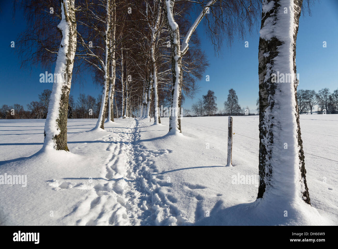 La neige chemin bordé d'arbres, Oberbayern, Uffing, Bavière, Allemagne Banque D'Images