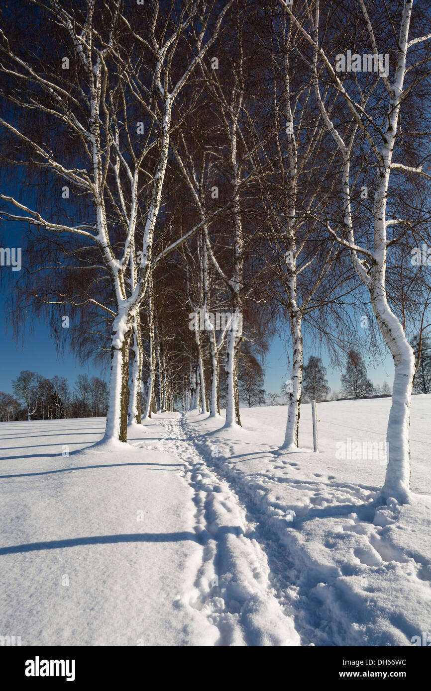 La neige chemin bordé d'arbres, Oberbayern, Uffing, Bavière, Allemagne Banque D'Images