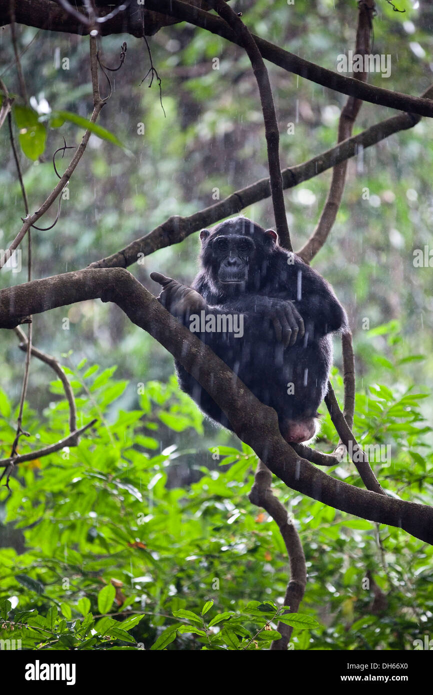 Chimpanzé (Pan troglodytes) assis sur l'arbre dans la pluie, les montagnes Mahale Nationalpark, Ostafrika, Tanzanie Banque D'Images