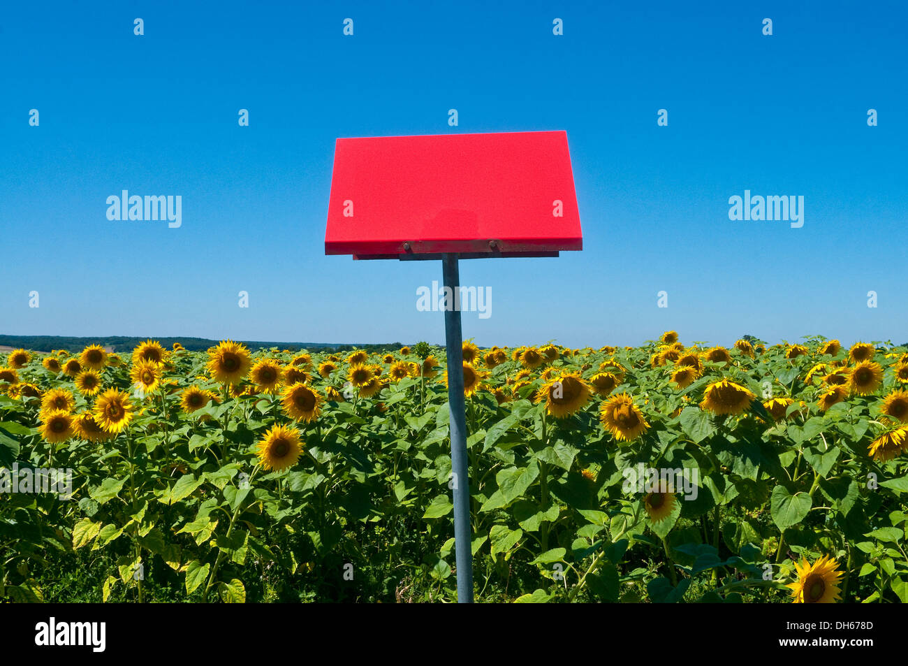 Panneau rouge pour les poids lourds de l'électricité en souterrain du champ de tournesol - Indre-et-Loire, France. Banque D'Images