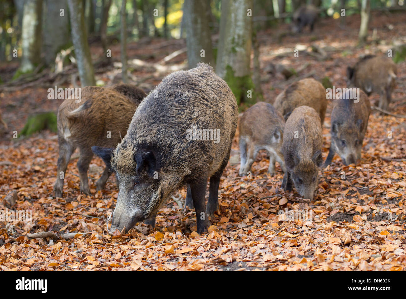 Le sanglier (Sus scrofa), parc animalier de Daun Vulkaneifel, district, Rhénanie-Palatinat Banque D'Images