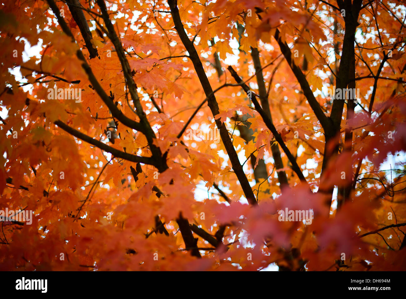 Feuilles d'érable couleurs d'automne région mi-atlantique États-Unis // RÉGION MI-ATLANTIQUE, États-Unis — Une belle exposition de feuilles d'érable orange et brunes sur les arbres de la région mi-atlantique pendant la saison d'automne. Les couleurs vibrantes de l'automne sont caractéristiques des forêts de feuillus dans cette partie des États-Unis. Cette scène capture l'essence de l'automne avec ses teintes naturelles et ses changements saisonniers. Banque D'Images