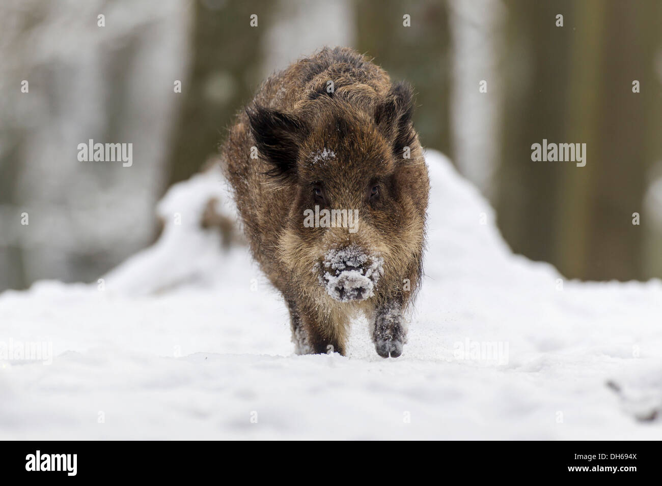 Le sanglier (Sus scrofa) en hiver, le parc animalier de Daun, Daun, Vulkan Eifel, Eifel, Rhénanie-Palatinat, Allemagne Banque D'Images