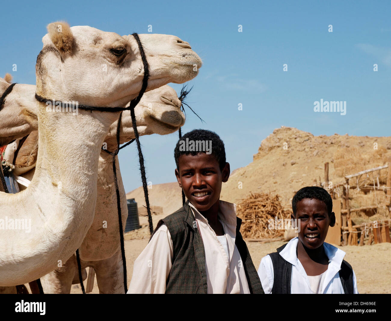 Les bédouins avec des chameaux, les peuples du désert d'Egypte réunion à Wadi El Gamal, Parc National de la Vallée des chameaux, pour le l Banque D'Images