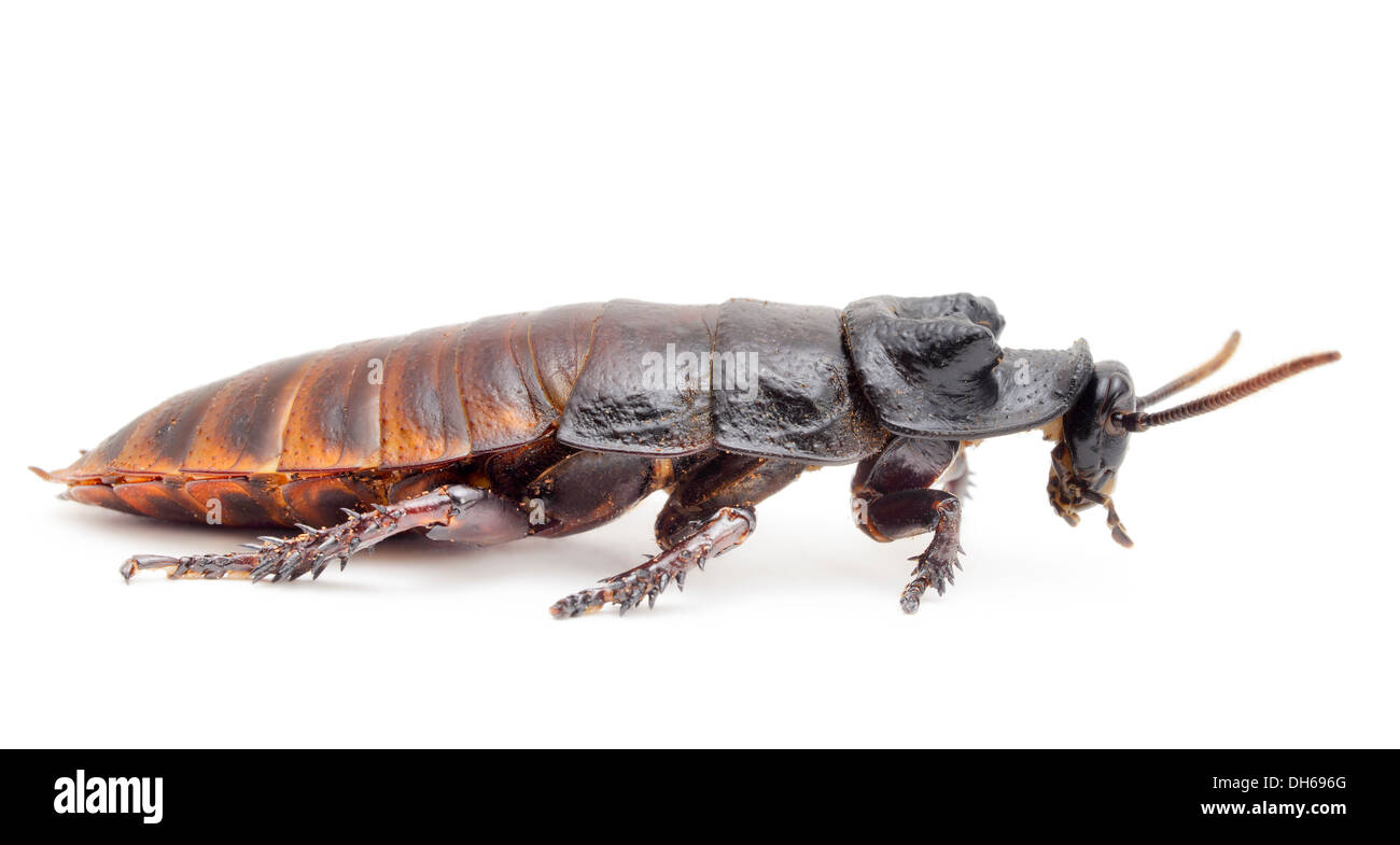 Cafard sifflant isolé en face de fond blanc. Banque D'Images