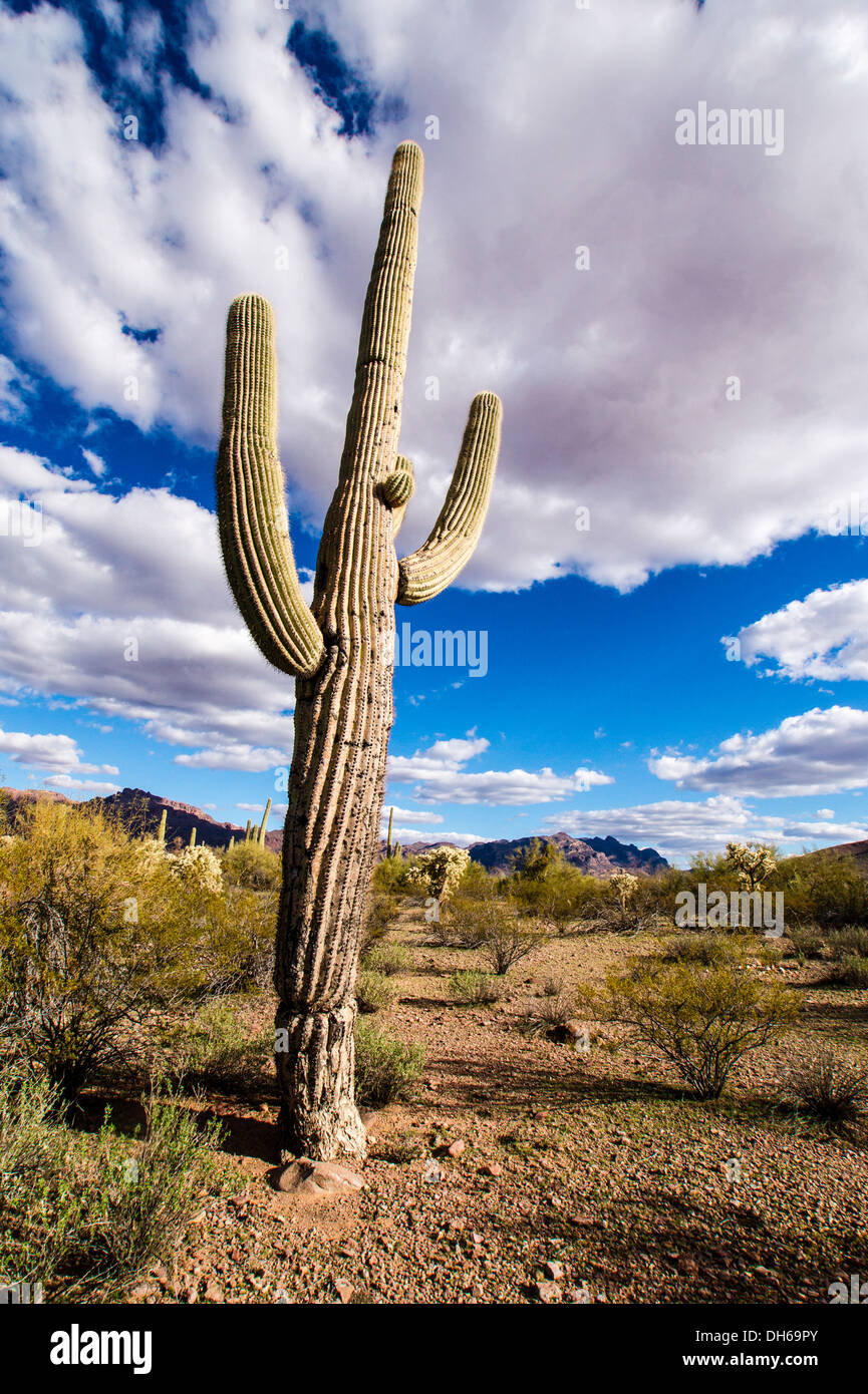 Un scarred saguaro cactus dans un paysage typique du désert de ciel bleu sur une journée en tuyau d'Orgue Cactus National Monument, Arizona Banque D'Images