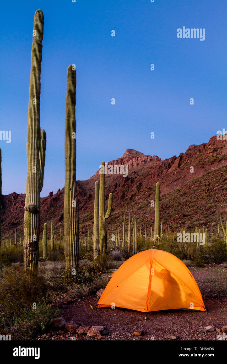 Un homme qui se profile à l'intérieur de courts de tente au crépuscule en tuyau d'Orgue Cactus National Monument, Arizona. Saguaro cactus en arrière-plan. Banque D'Images