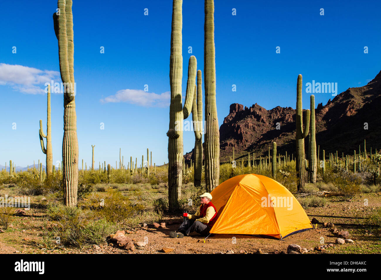 Un homme est assis à l'extérieur d'une tente avec une tasse. Saguaro cactus en arrière-plan. Tuyau d'orgue Cactus National Monument, Arizona Banque D'Images