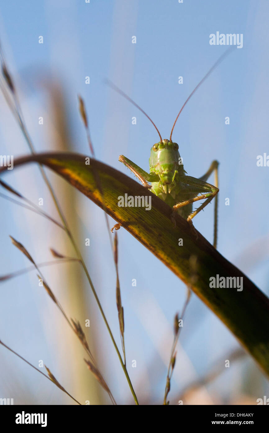 Grand Green Bush-cricket - Tettigonia viridissima Banque D'Images
