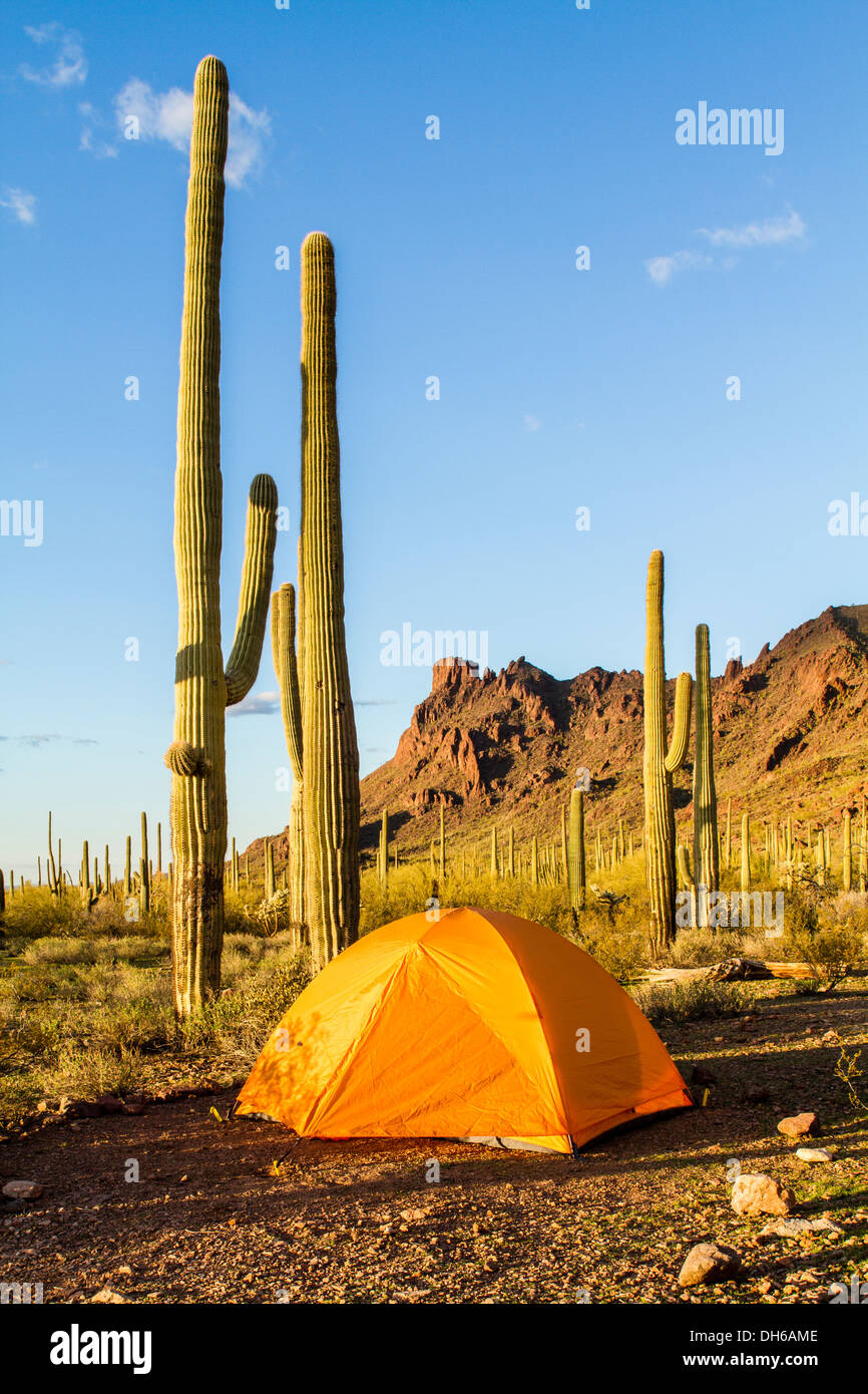 Tente dans lumière du soir avec saguaro cactus en arrière-plan. Tuyau d'orgue Cactus National Monument, Arizona Banque D'Images