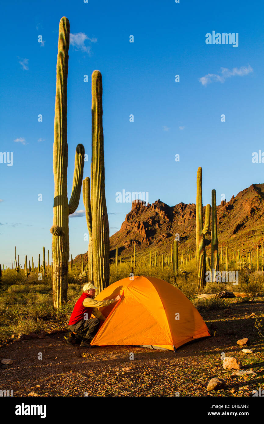 Un homme s'agenouille à l'extérieur d'une tente à lumière du soir. Saguaro cactus en arrière-plan. Tuyau d'orgue Cactus National Monument, Arizona Banque D'Images