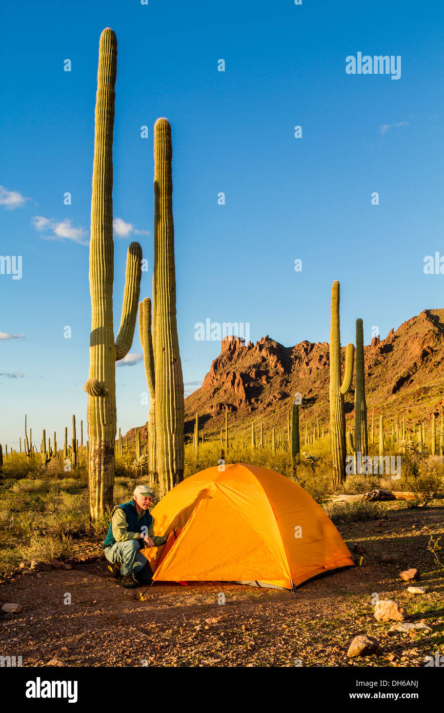 Un homme s'agenouille à l'extérieur d'une tente à lumière du soir. Saguaro cactus en arrière-plan. Tuyau d'orgue Cactus National Monument, Arizona Banque D'Images