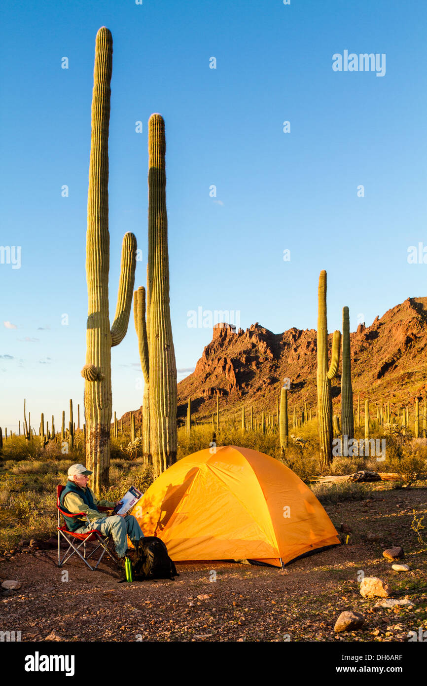 Un homme est assis dans la chaise et lit de camp à l'extérieur d'une tente. Saguaro cactus en arrière-plan. Tuyau d'orgue Cactus National Monument, Arizona Banque D'Images