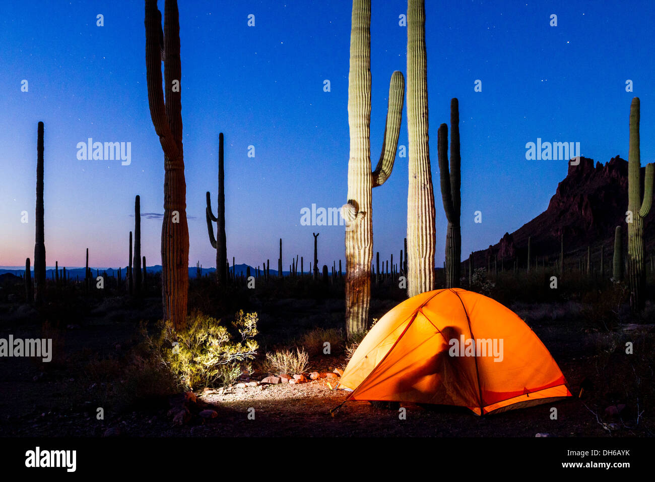 Un homme qui se profile à l'intérieur de courts de tente au crépuscule en tuyau d'Orgue Cactus National Monument, Arizona USA. Saguaro cactus en arrière-plan. Banque D'Images