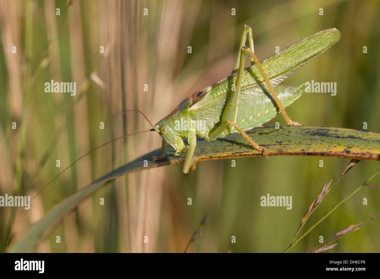 Grand Green Bush-cricket - Tettigonia viridissima. Homme Banque D'Images