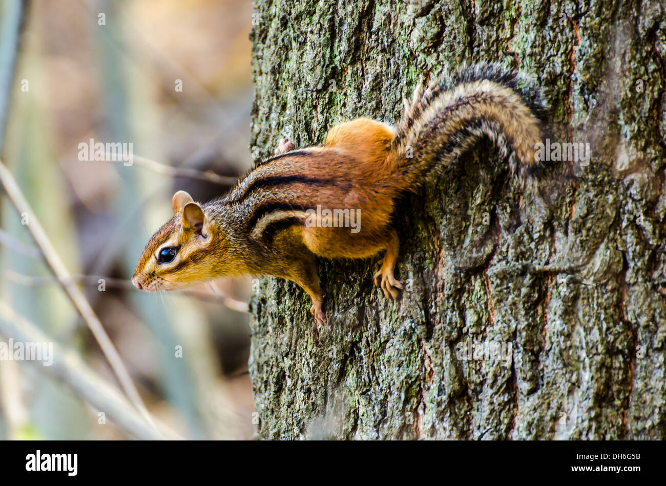 Tamia sur un arbre. Banque D'Images