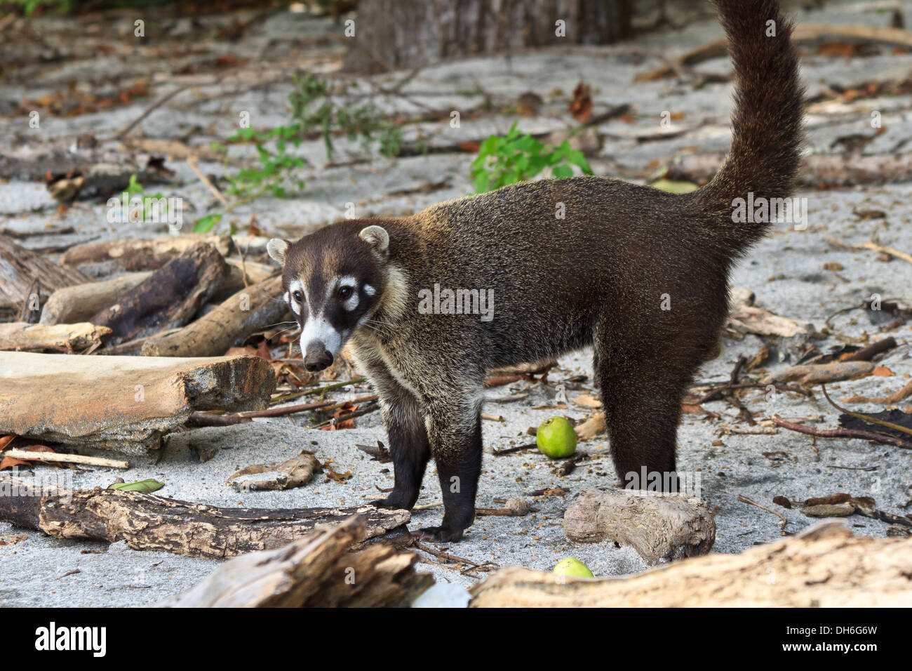 A white-nosed Coati sur Plage d'oeufs au Costa Rica - un membre de la famille raton laveur. (Nasua narica) Banque D'Images