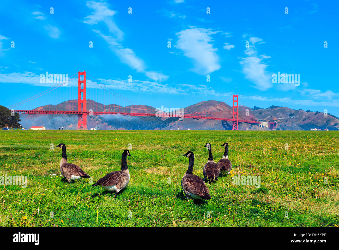 Golden Gate Bridge avec oies sur l'herbe Banque D'Images