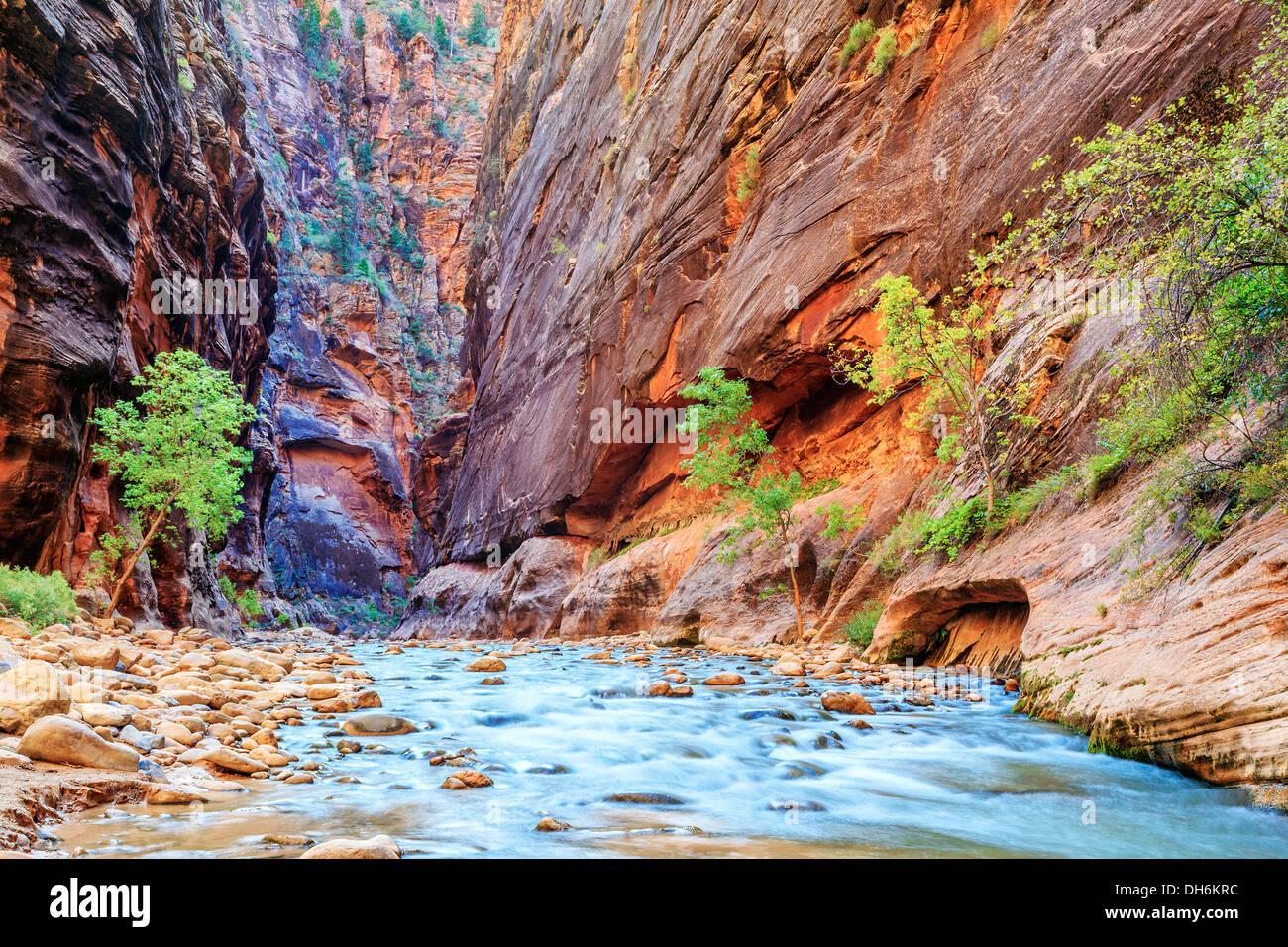 De rapides peu profonds de la célèbre Vierge fleuve se rétrécit dans le parc national de Zion - Utah Banque D'Images