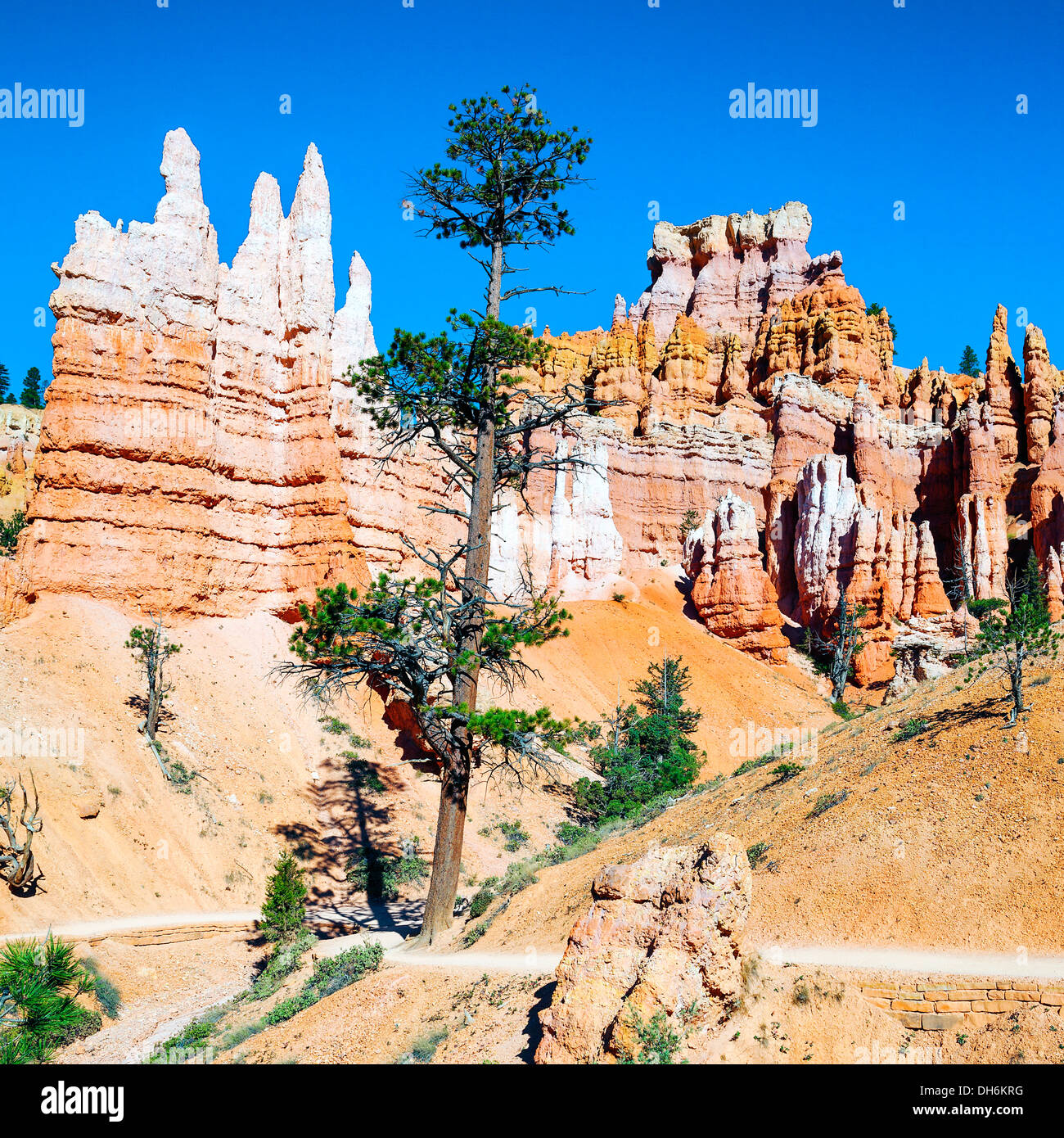Hoodoo spectaculaire rock tours de Bryce Canyon, Utah, USA Banque D'Images