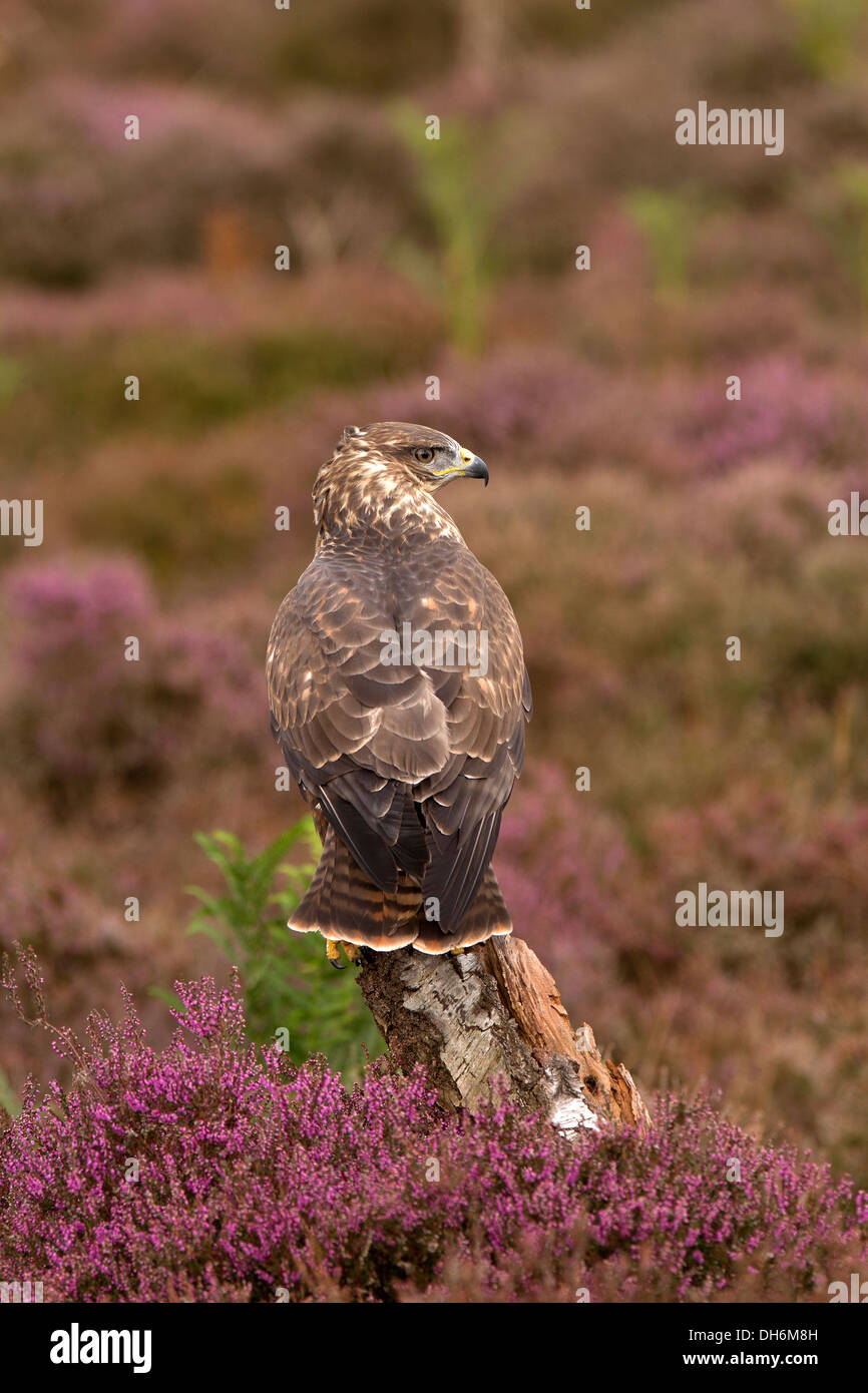Buse variable, Buteo buteo en Heather Banque D'Images