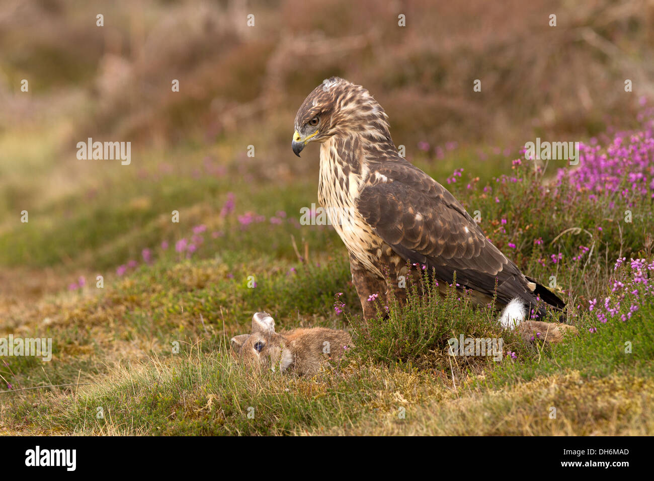 Buse variable, Buteo buteo avec les proies Banque D'Images