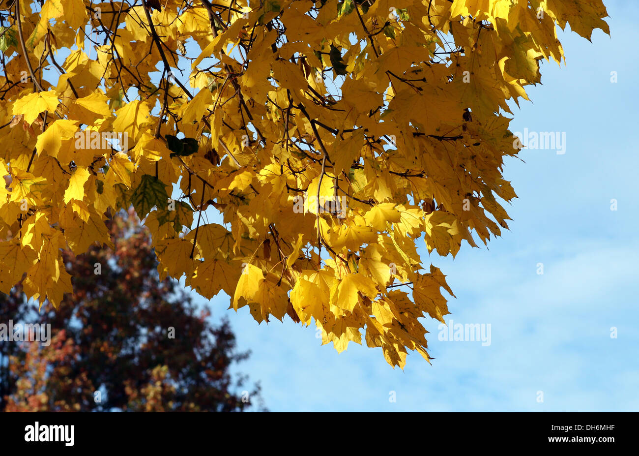 Feuilles d'automne jaune d'arbres d'érable contre un ciel bleu. Banque D'Images