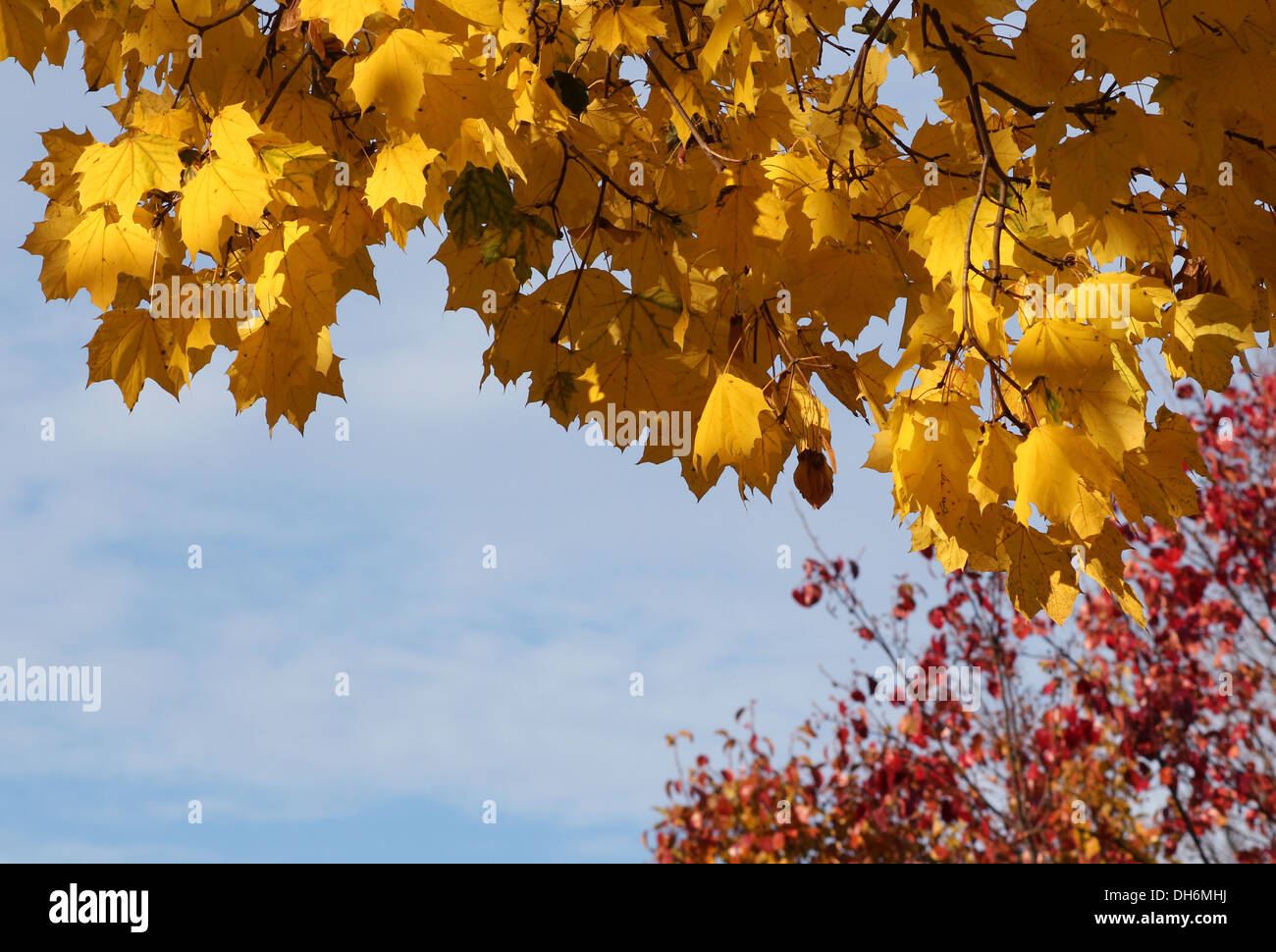 Feuilles d'automne jaune d'arbres d'érable contre un ciel bleu. Banque D'Images