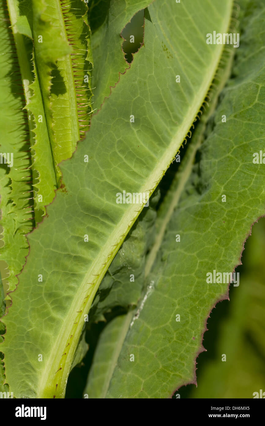 Laitue (Lactuca serriola déchiré) en arrière-plan Banque D'Images