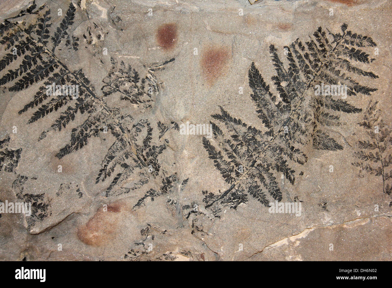 Coniopteris fossile Fougère, Whitby, dans le Yorkshire, UK Banque D'Images