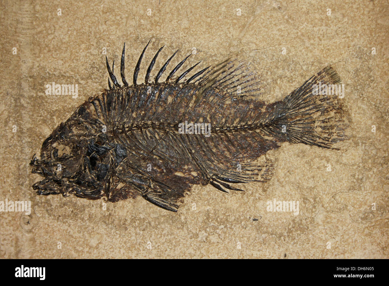 Diplomystus sp. Éocène inférieur des dépôts de la Formation de Green River dans le Wyoming, USA Banque D'Images