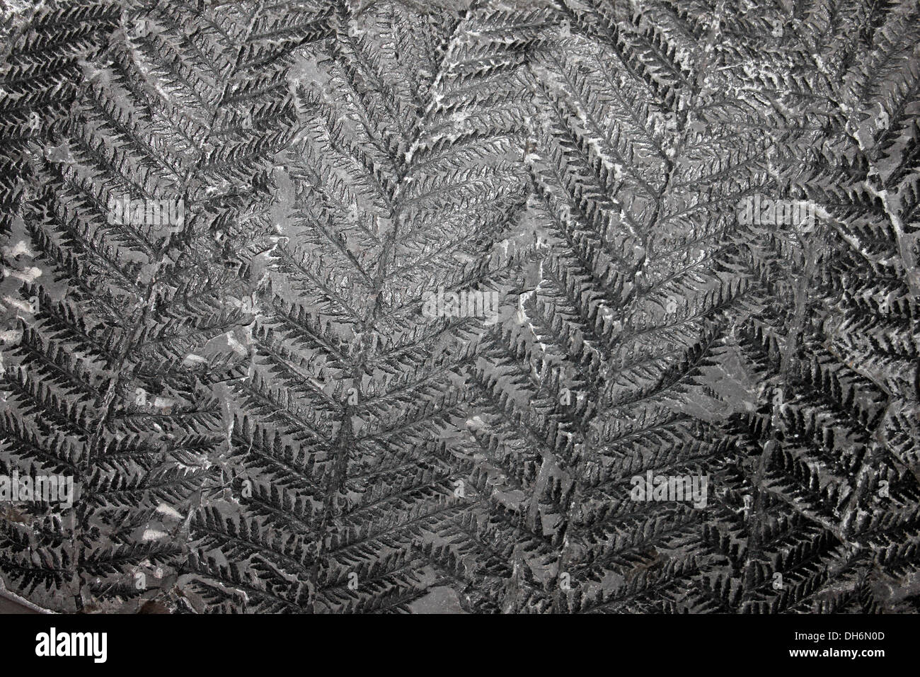 Fougère fossile Senftenbergia plumosa Carbonifère supérieur, Burnley, Lancashire UK Banque D'Images