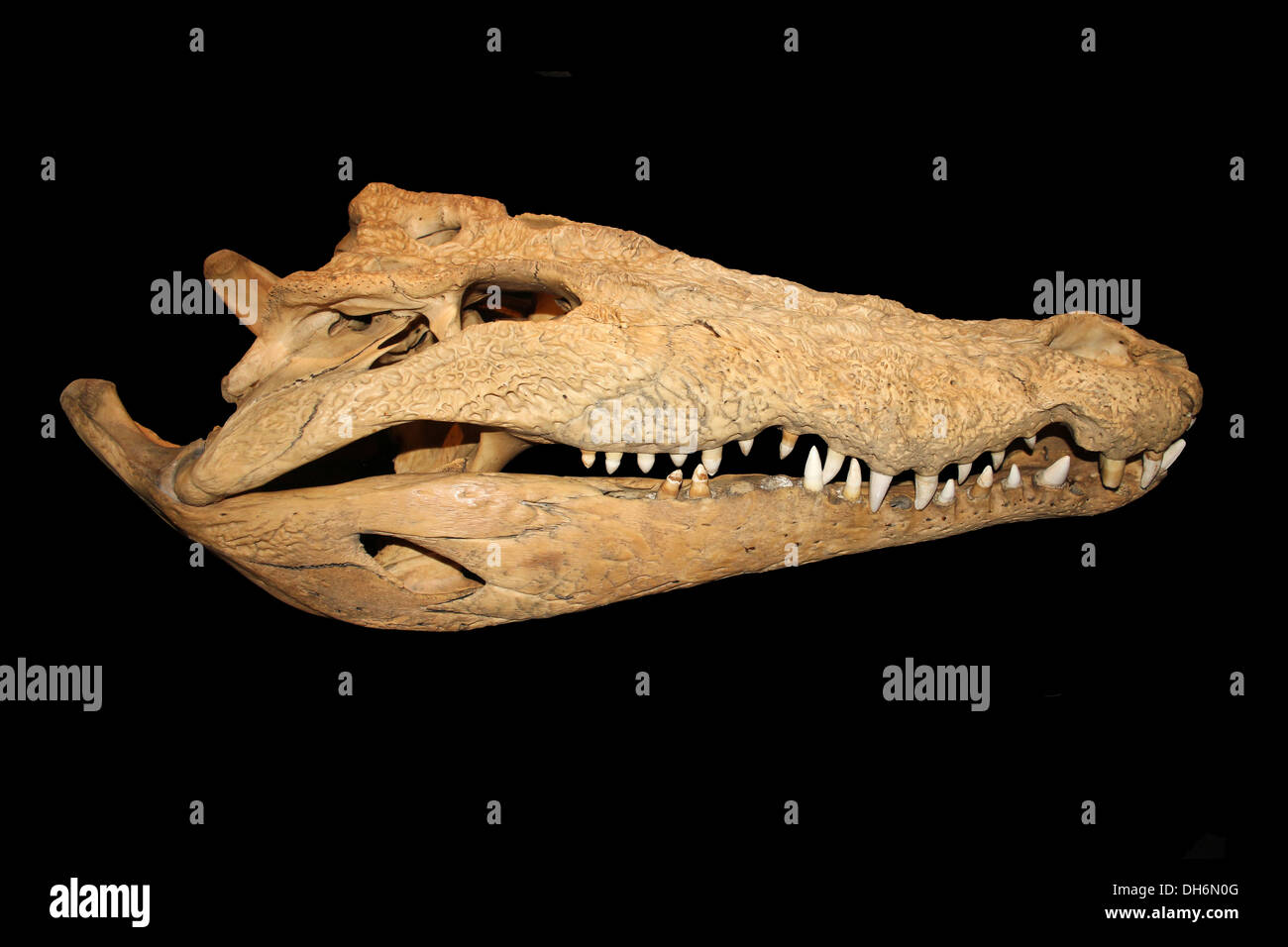 Crâne de crocodile du Nil Banque D'Images