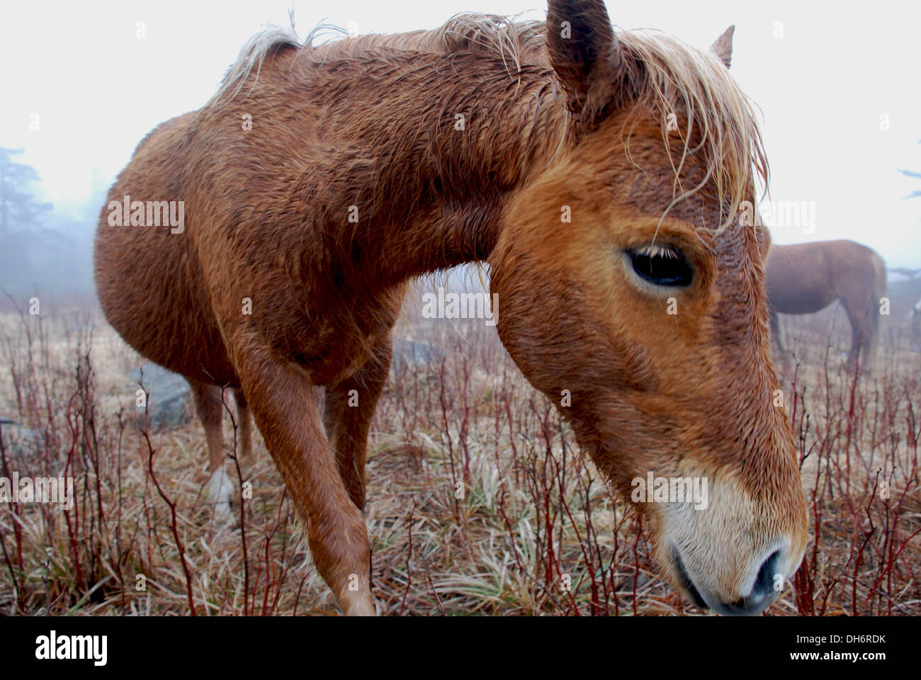 Close-up d'un cheval sauvage en un jour brumeux Banque D'Images