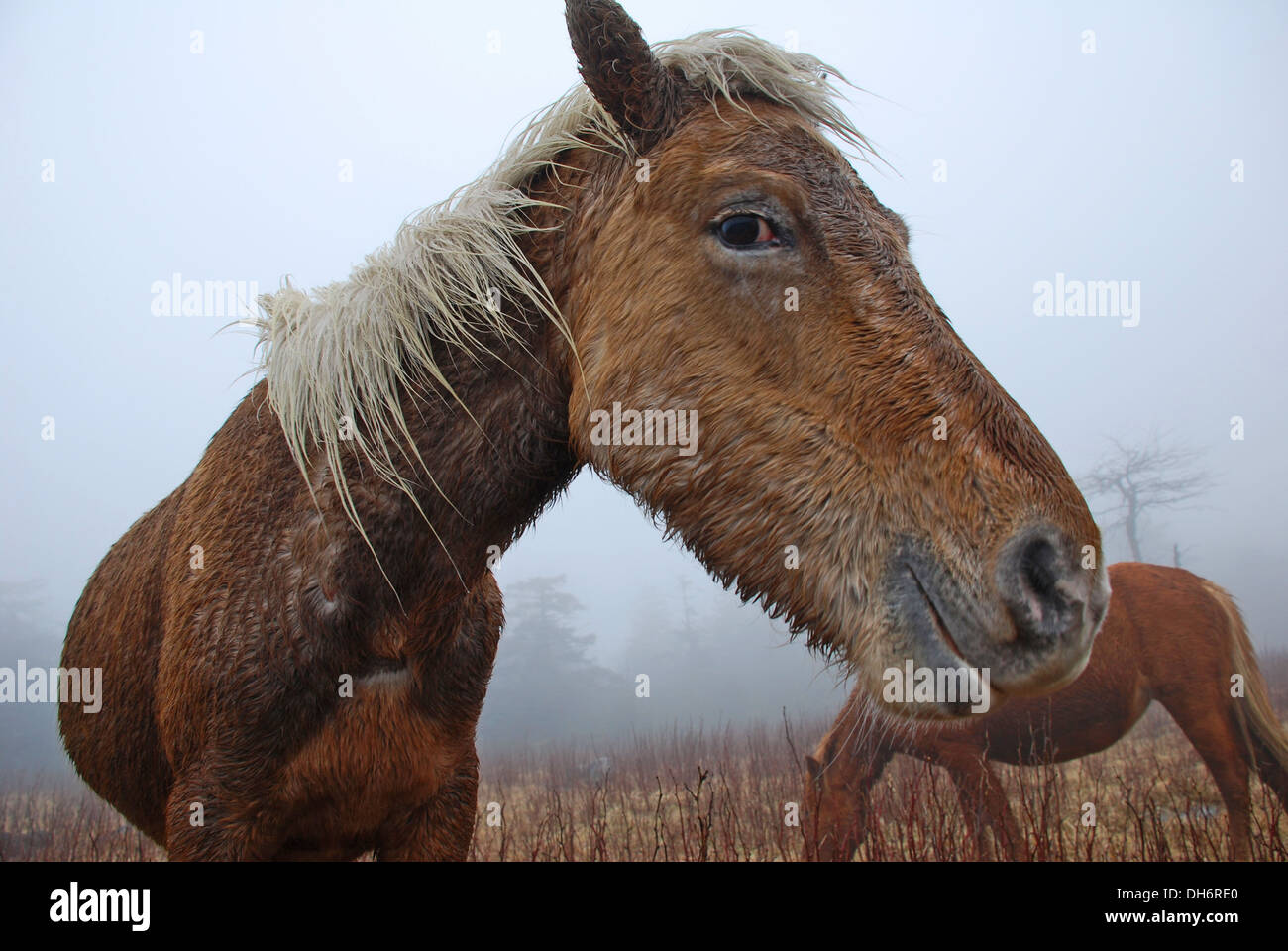 Deux chevaux sauvages en un jour brumeux Banque D'Images