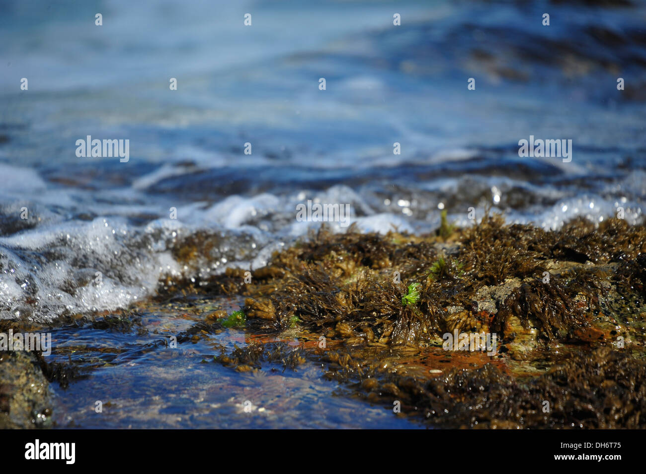 Reef, Itacaré, Bahia, Brésil. Banque D'Images