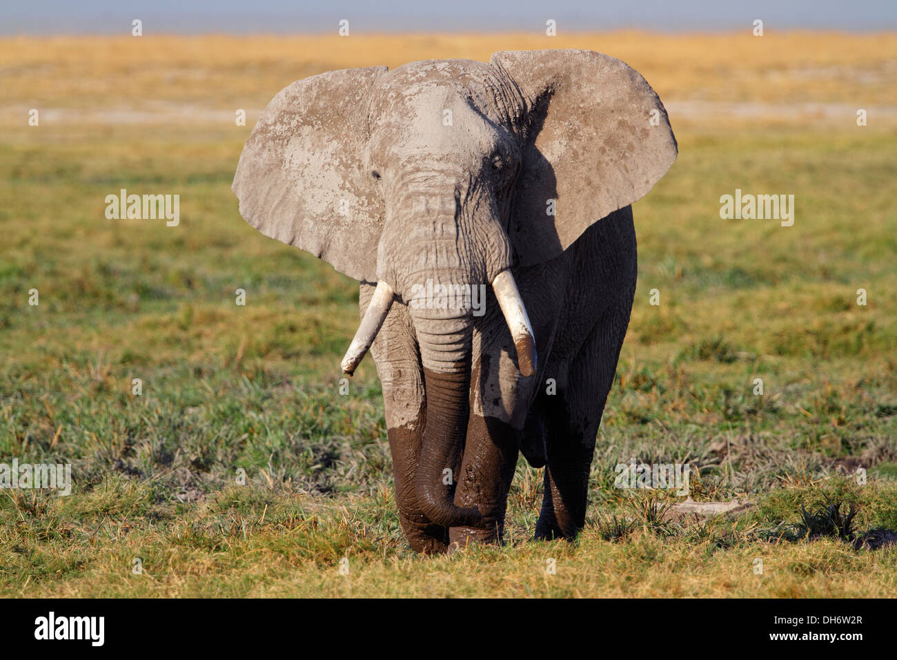 African elephant (Loxodonta africana bull), Parc National d'Amboseli, Kenya Banque D'Images