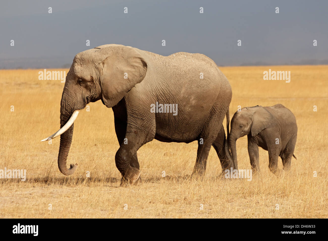 L'éléphant africain (Loxodonta africana) vache avec veau, Parc National d'Amboseli, Kenya Banque D'Images
