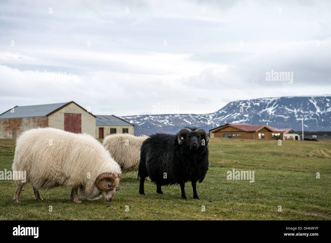 Moutons en Islande du Nord Europe Banque D'Images