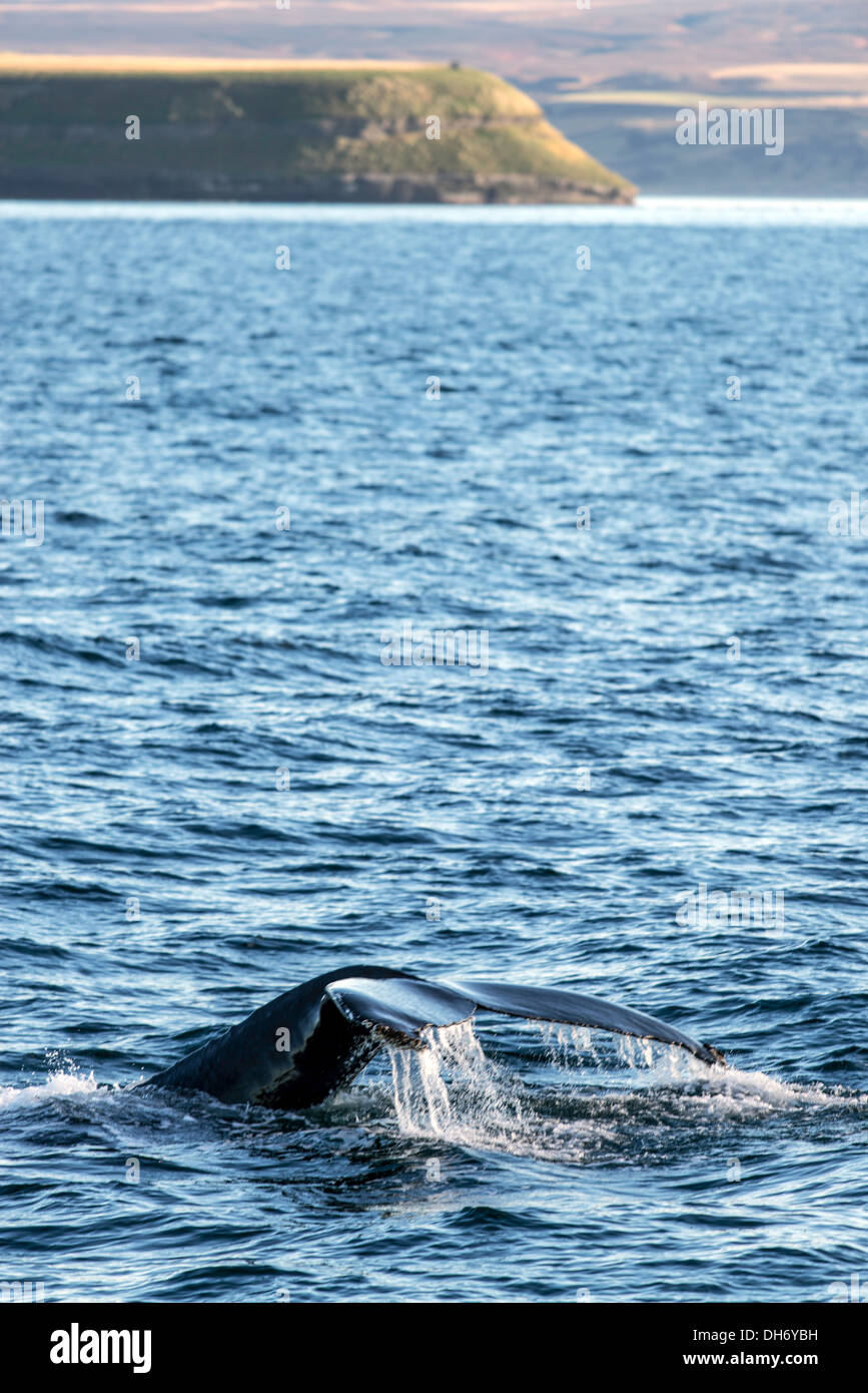 Baleine à bosse Megaptera novaeangliae Rorqual Islande du Nord Banque D'Images