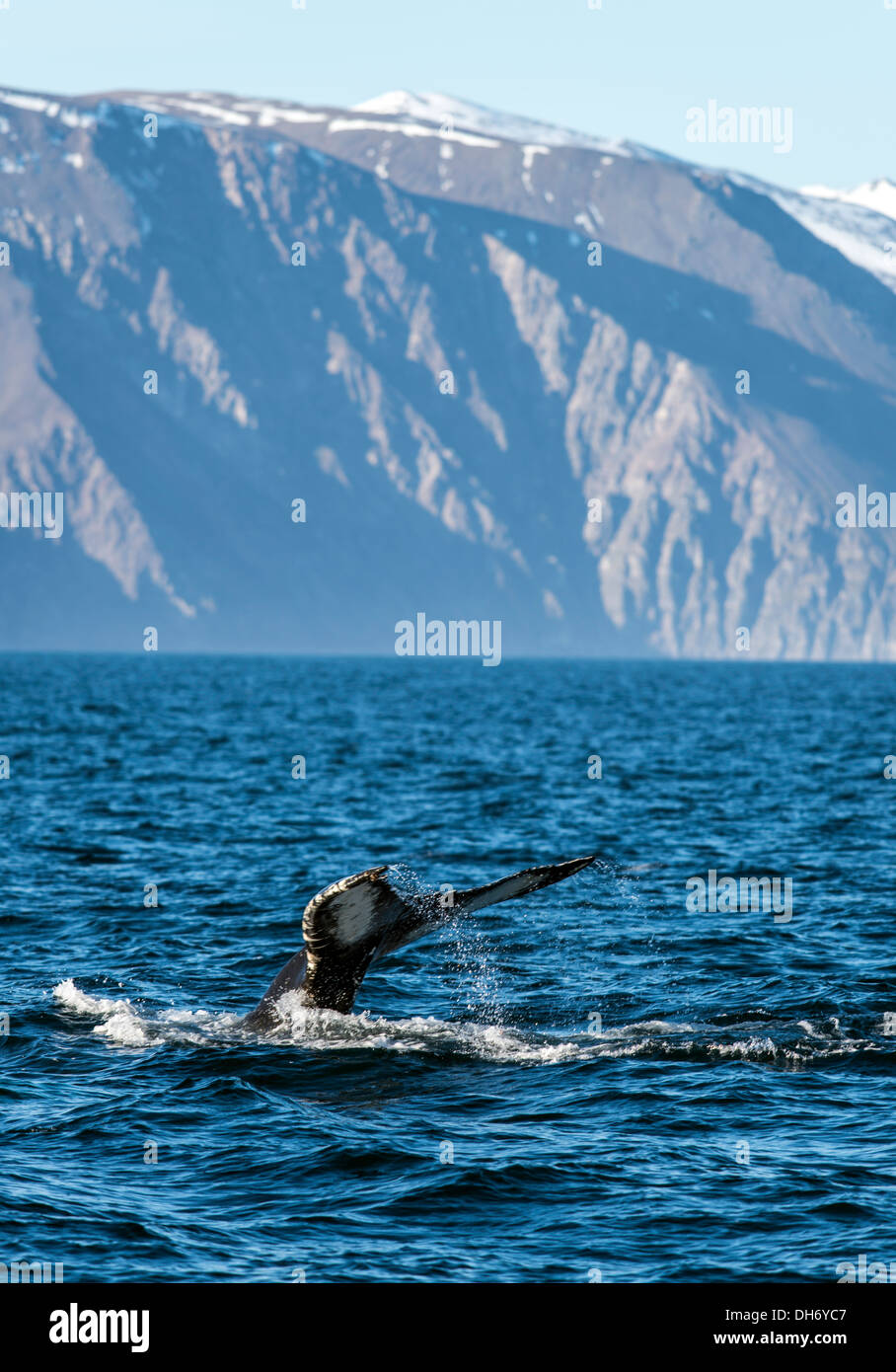 Baleine à bosse Megaptera novaeangliae Rorqual Husavik Islande du Nord Banque D'Images