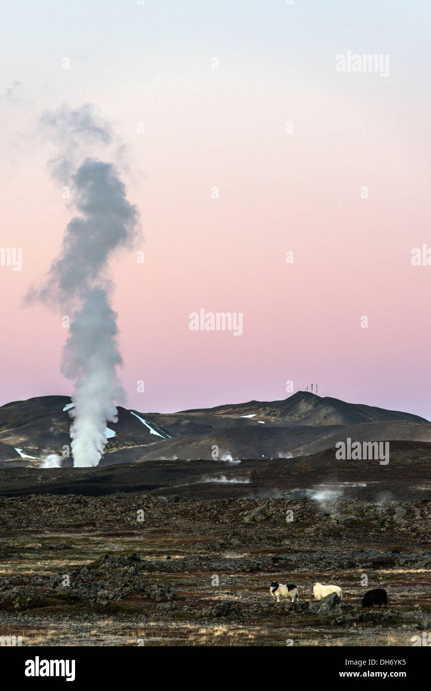 Mouton islandais et Mudpot ou boue Islande du Nord Banque D'Images