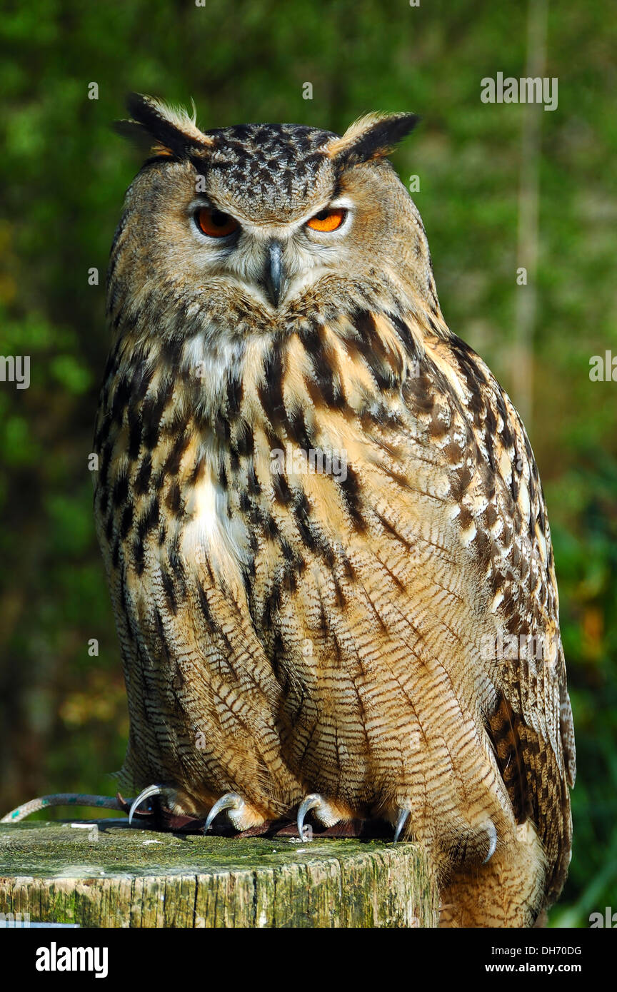 European eurasiennes ou grand-duc (Bubo Bubo) Banque D'Images