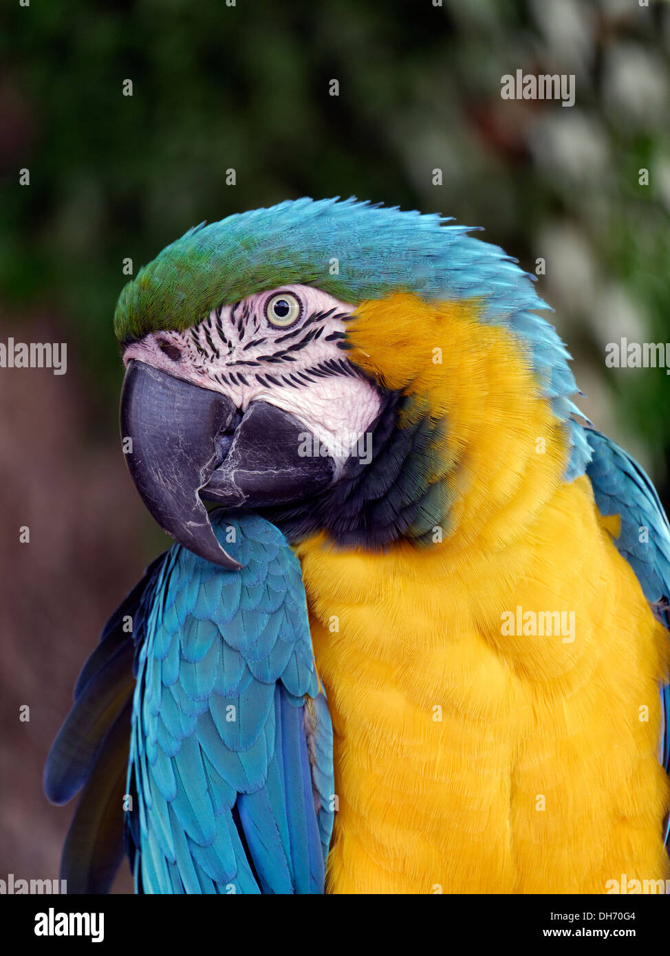 Bleu et Jaune / or Macaw Parrot (Ara ararauna), Coton Manor, Coton, Northamptonshire, Angleterre Banque D'Images