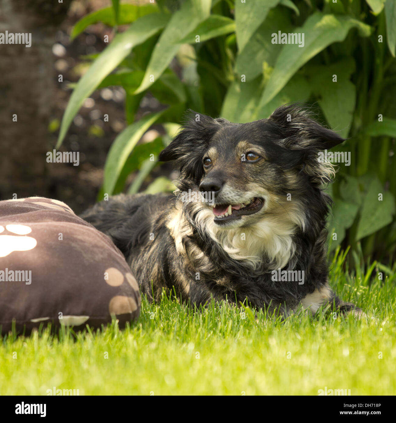 Mixed breed dog dans un parc avec de l'herbe bien verte et arbustes Banque D'Images
