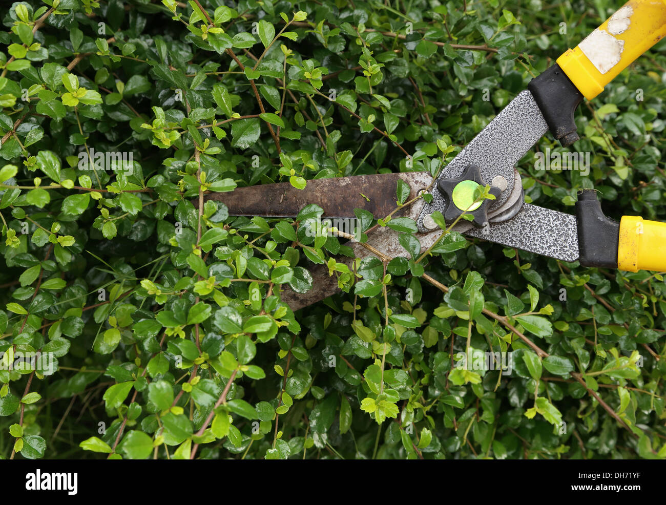 Les buissons de fraisage avec des ciseaux de jardin Banque D'Images