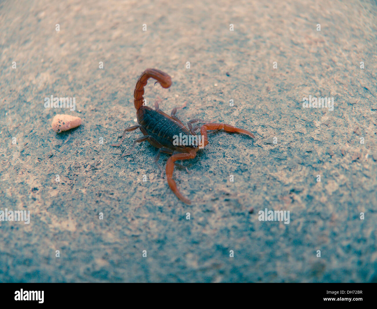 Death Stalker scorpion, Leiurus, Quinquestraitus Kokan, Ratnagiri, Maharashtra, Inde Banque D'Images